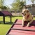 a dog sitting on a ramp in a dog park